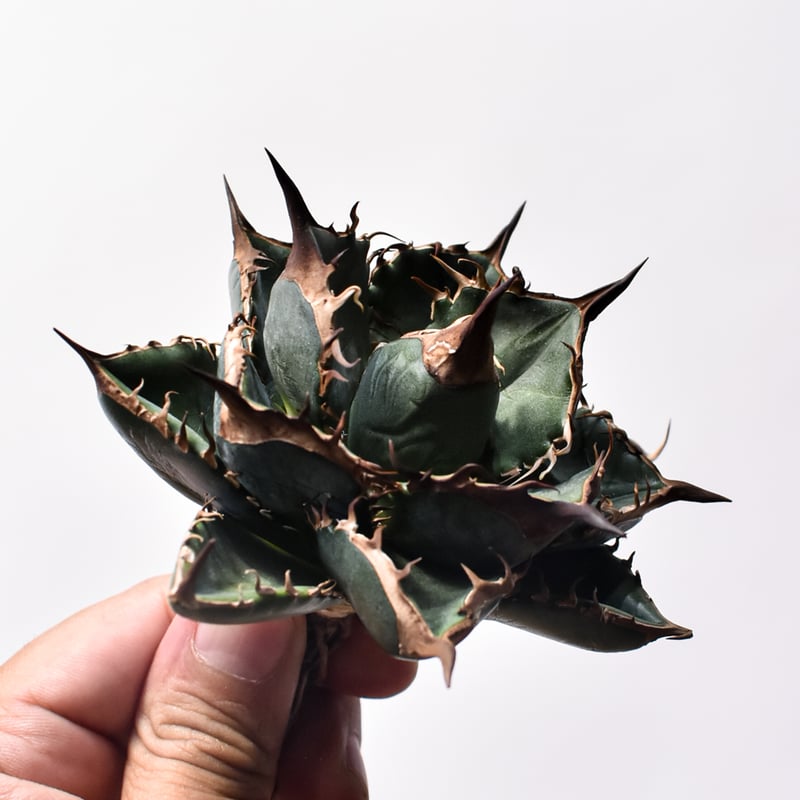 【Dragon Agave産】AGAVE TITANOTA 緑犀牛 アガベ チタノタ 