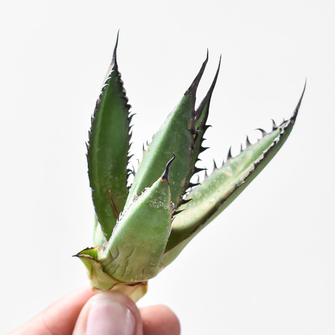 アガベホリダ極上株　Agave horrida No.AHRD021 アガベホリダ極上株 Agave horrida No.AHRD021 Agave horrida
