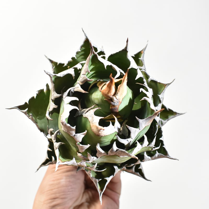 国内実生最高峰】アガベ チタノタ 赤猫 / レッドキャット【OSPセレクト