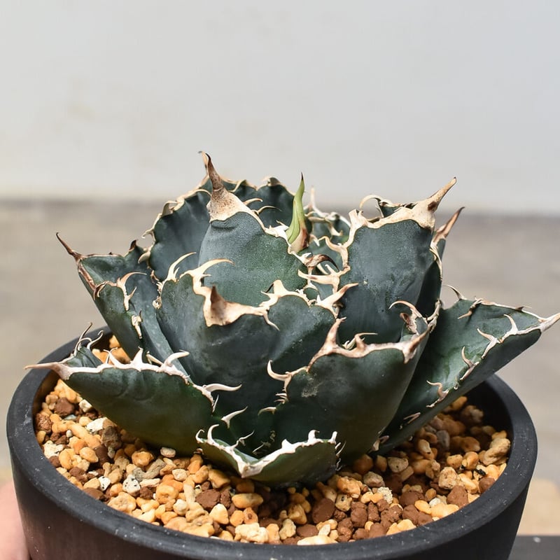 アガベ チタノタ 