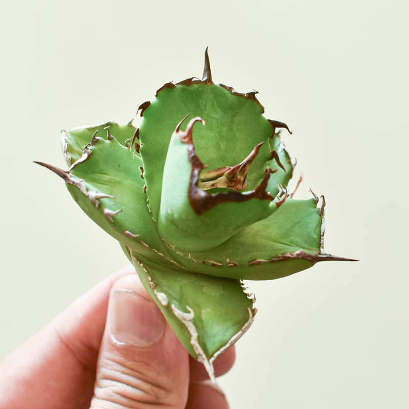 アガベ チタノタ 虎鯨 