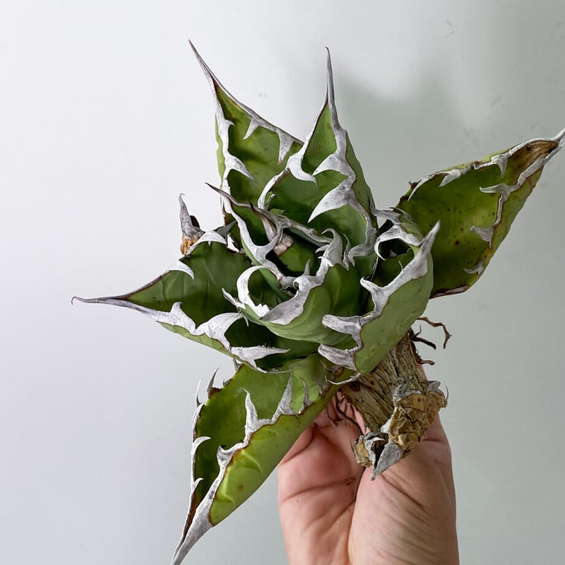 チタノタ　スーパーチタノタ　レア 新着】agave 