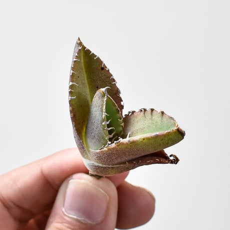 アガベ　NS2 ナカノ商店 CATEGORY アガベ チタノタ CJ9 | RAFLUM / ラフラム｜東京、大阪