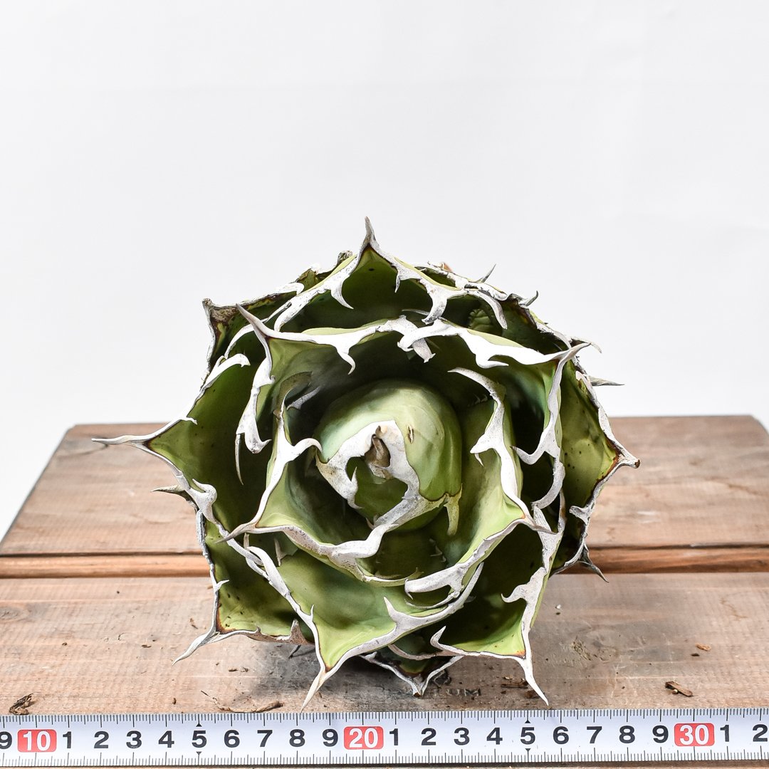 アガベ チタノタ 