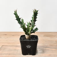 チレコドン レティキュラーツス 