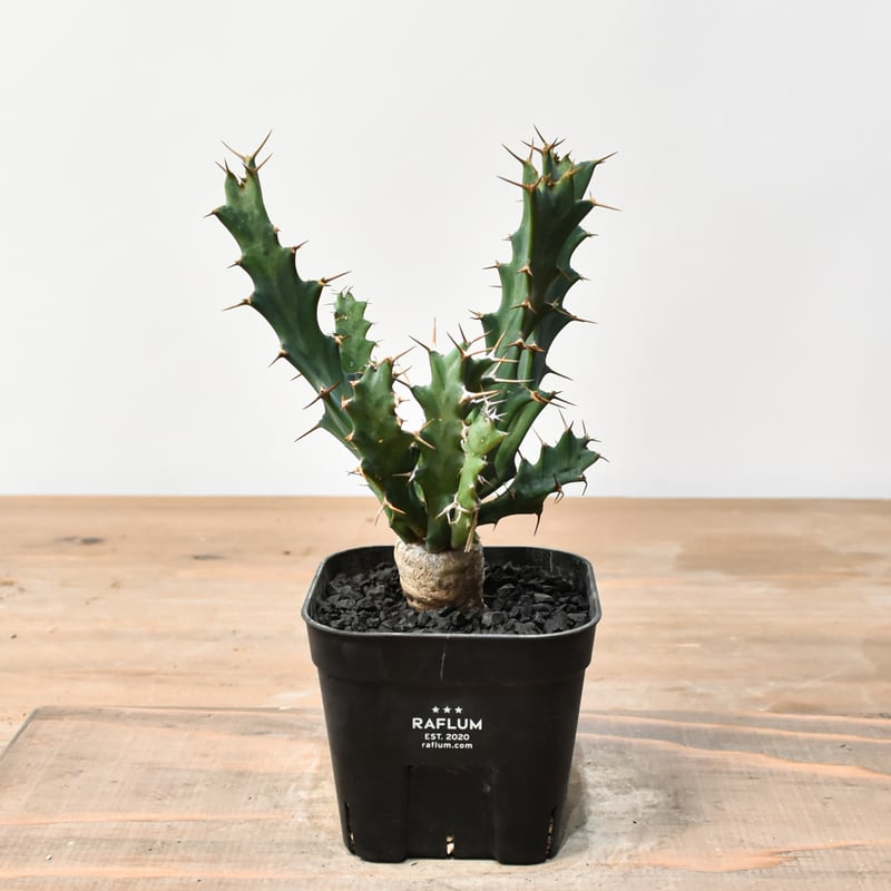 ユーフォルビア クラビゲラ 【実生】 RFHK25011505 | RAFLUM / ラフラム