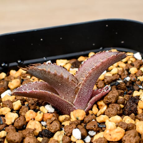 【RAFLUM育成株 5個セット】アガベ Mexico oteroi seeding / オテロイ実生 メキシコ産  【RAFLUM産/実生/子株】E2