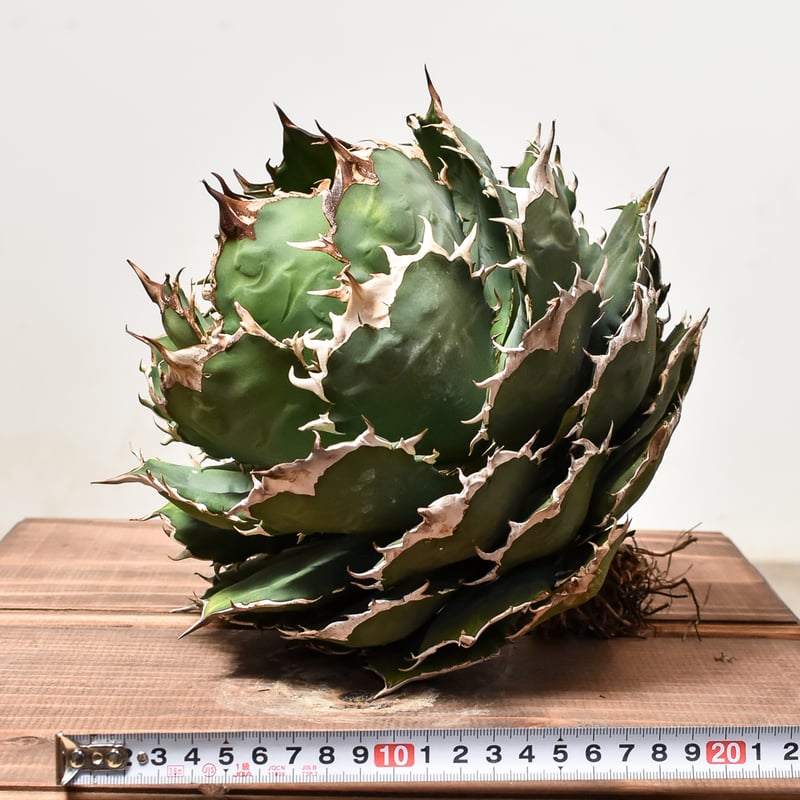 4月入荷 オテロイ 種子 5000粒 チタノタ アガベ アガベ チタノタ オテロイ 