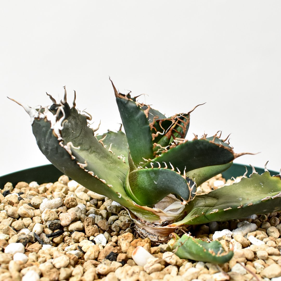 goodtaniku】アガベ チタノタ 悪魔くんJ01TC 発根済み鉢ごと発送