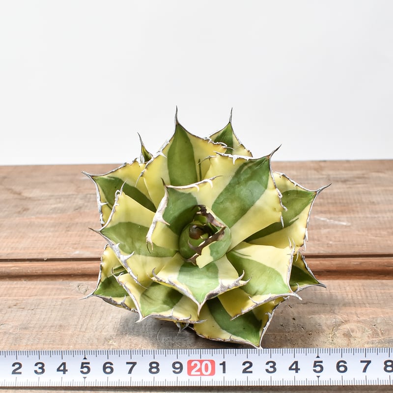 アガベ チタノタ スナグルトゥース 