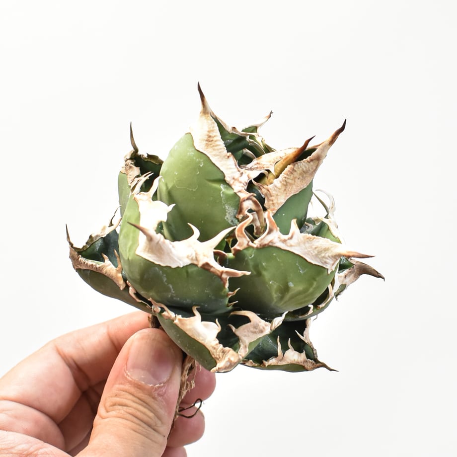 682e81325c88a22534c85b97