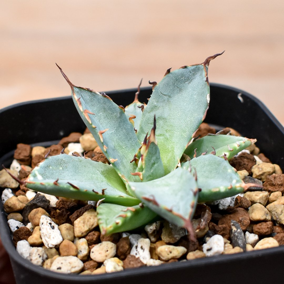 アガベ ハイブリッド エボリスピナ x 黒帝斯 ハデス コレクション株 アガベ ハイブリット 象牙妖炎×黑帝斯 / エボリスピナ×ハデス