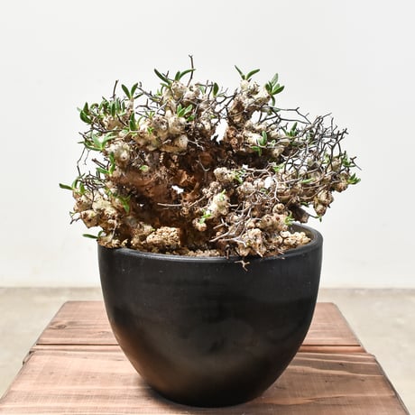 CATEGORY 万物想（チレコドン・レティキュラーツス） | RAFLUM