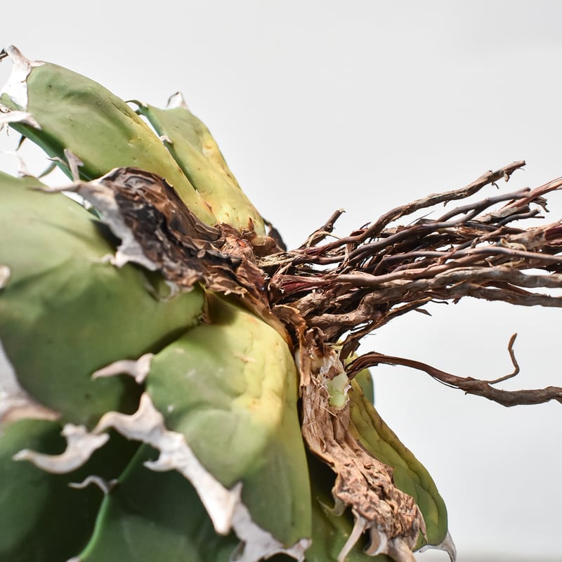 アガベ チタノタ 