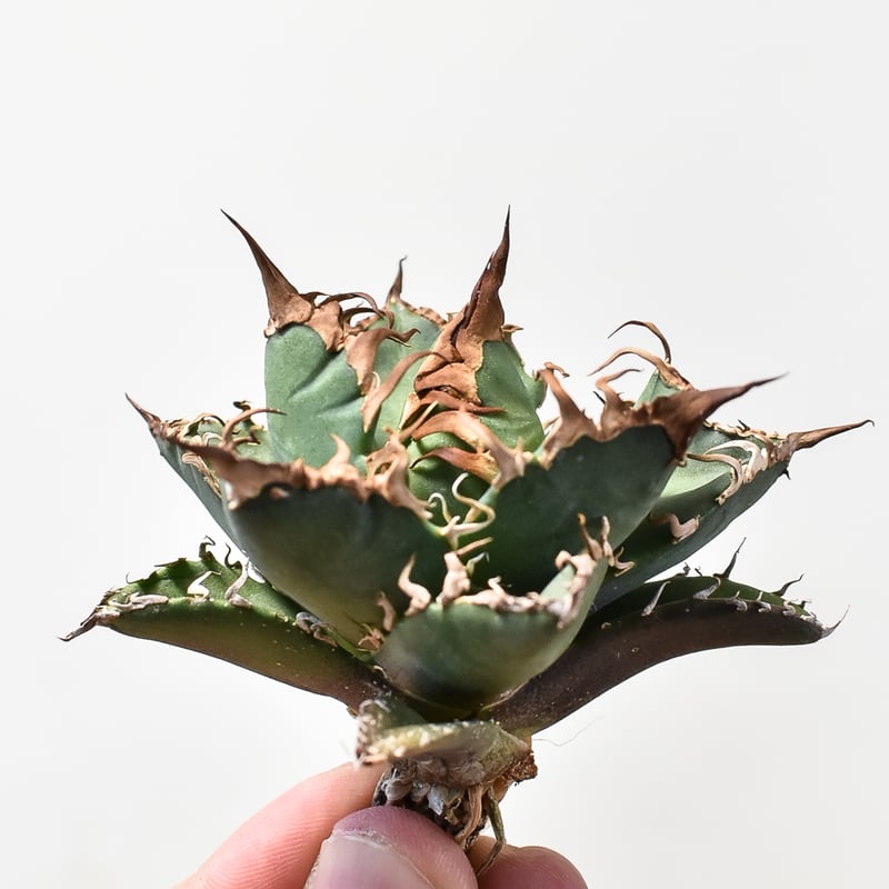 アガベ チタノタ シーザー / 凱撒 【台湾 dragon agave産/TC子株