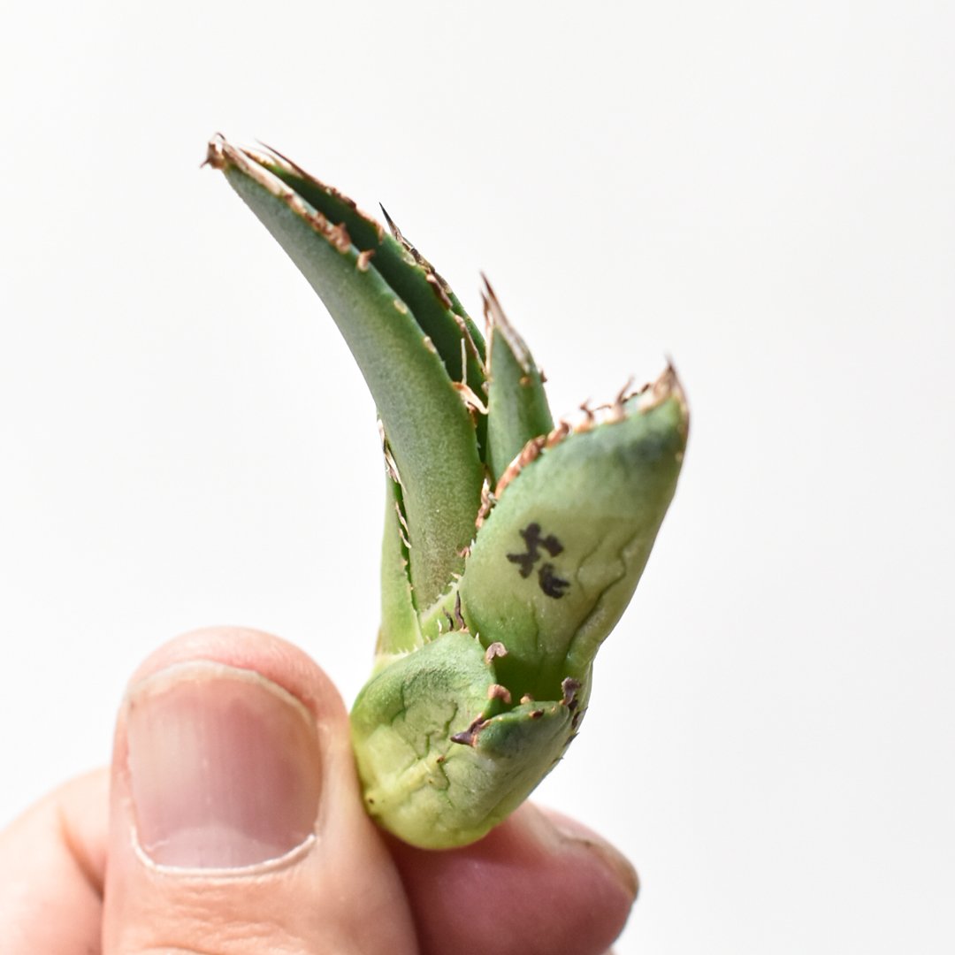 アガベ チタノタ 