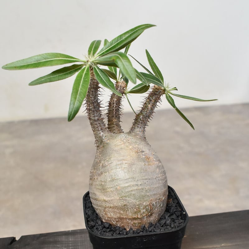 パキポディウム グラキリス (発根済み) RF230807 | RAFLUM / ラフラム｜