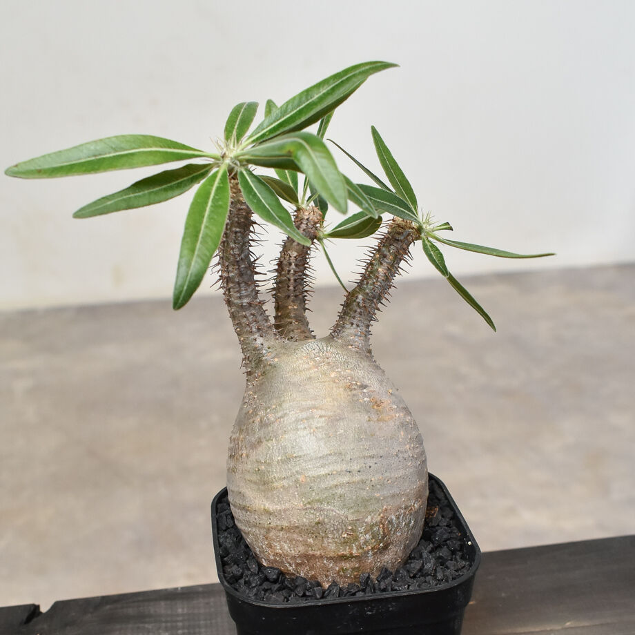 パキポディウム グラキリス (発根済み) RF230807 | RAFLUM / ラフラム｜