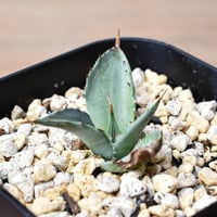 アガベ ジェントリー ジョーズ 【お買い逃し厳禁！！流通量も非常に