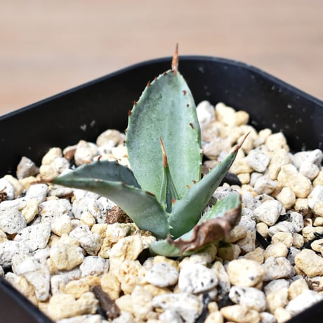 CATEGORY アガベ | RAFLUM / ラフラム｜東京、大阪の塊根植物