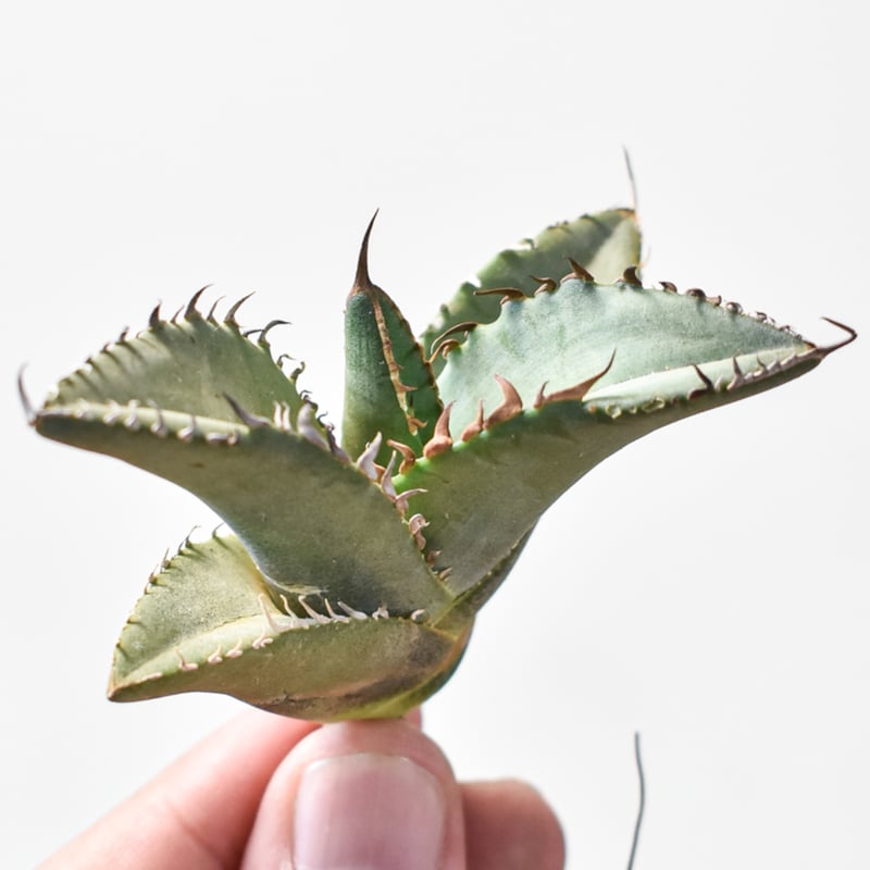 アガベ ノーネーム 極上大株 ブラックフライデー価格_14 アガベ