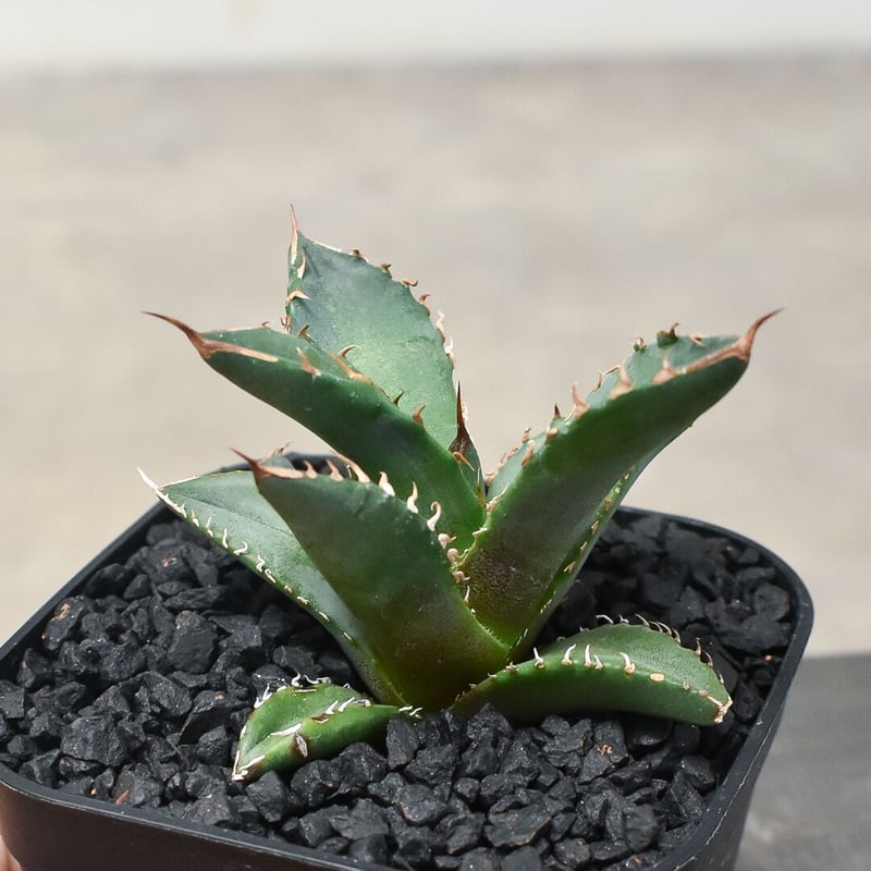 アガベ チタノタ ホワイトファイヤー 