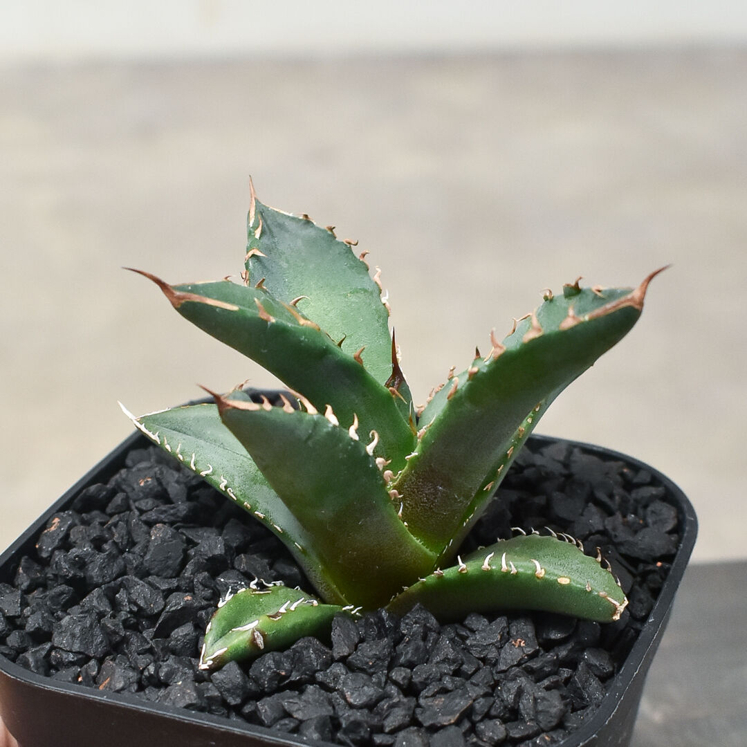 アガベ チタノタ ホワイトファイヤー 