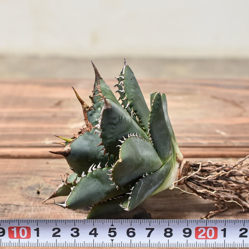 アガベ チタノタ 海王 親株 【公式通販】