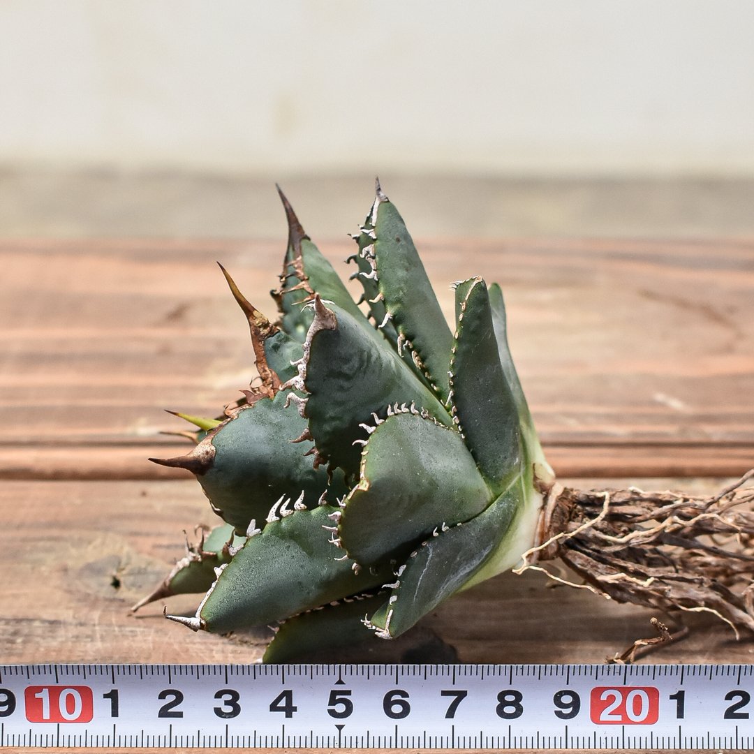 アガベ チタノタ 