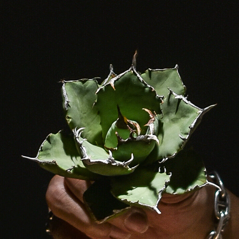 アガベ　チタノタ　海豹　アザラシ アガベ チタノタ アザラシ 海豹 CS4 agave titanota Compacta 'S