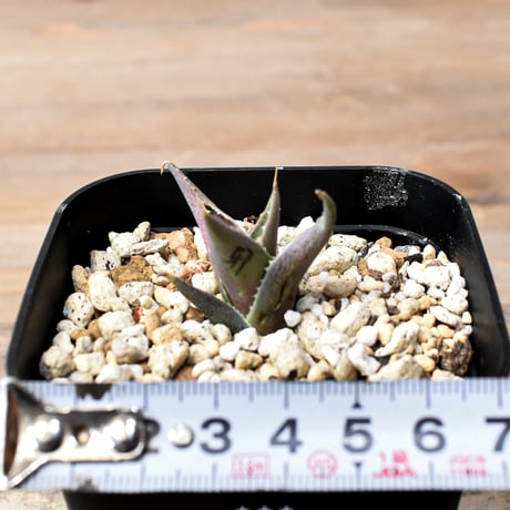 アガベ ハイブリット "邪霊" (特白肌怒雷神×血妖) 【台湾botanical_seeker産】RF25012014