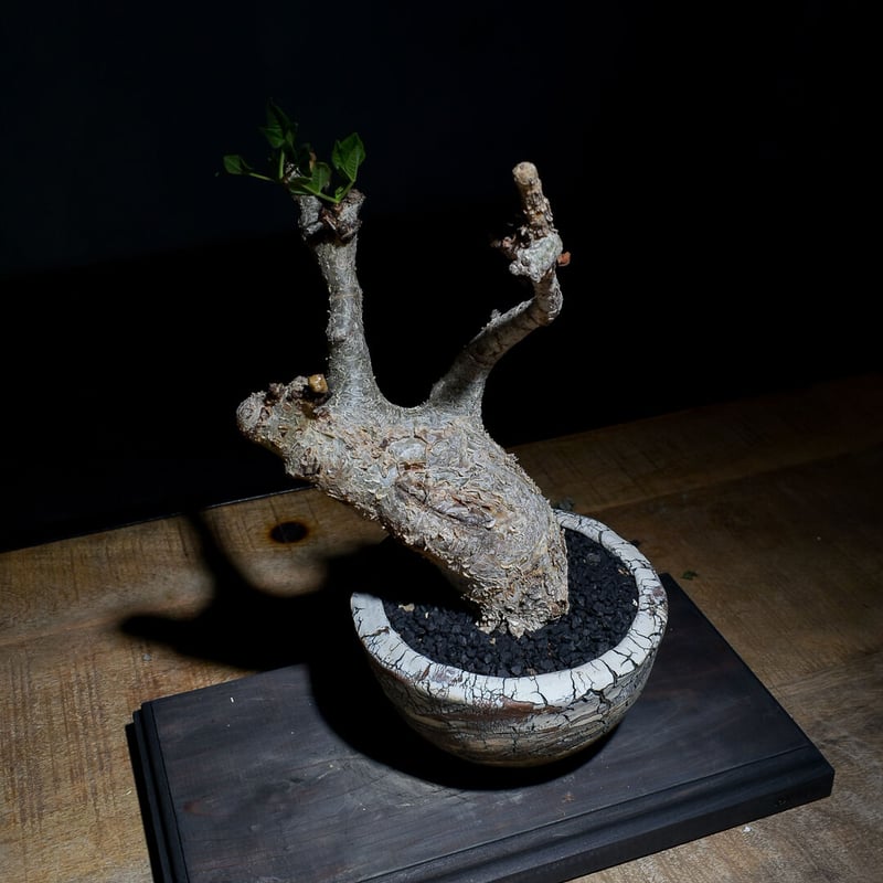 コミフォラ グイドッティ （発根済み）中株 RF22660 | RAFLUM