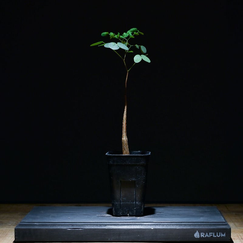 デロニクス プミラ（実生）RF22754 | RAFLUM / ラフラム｜東京、大阪の