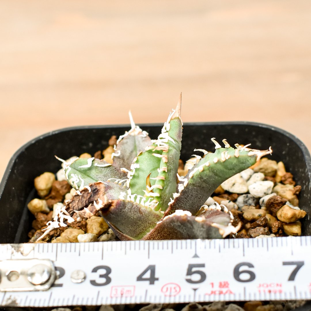 アガベ チタノタ ゴジラ 