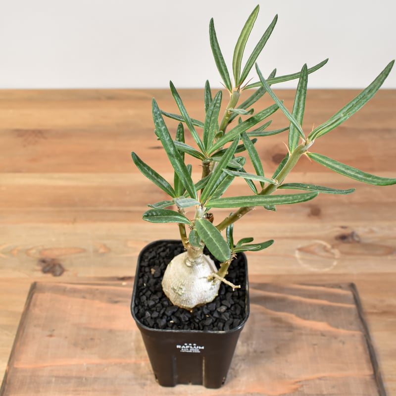 パキポディウム　ビスピノーサム　現地球 pachypodium bispinosum 《小さめM size》※現地球発根後店主国内