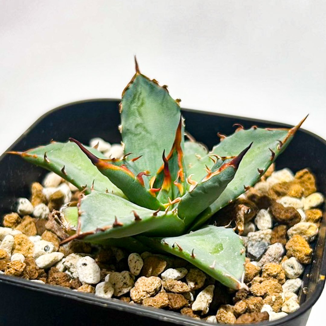 Dennis hybrid 黑帝斯x妖炎 /ハデス×エボリスピナ 【台湾DENNIS産】RFD