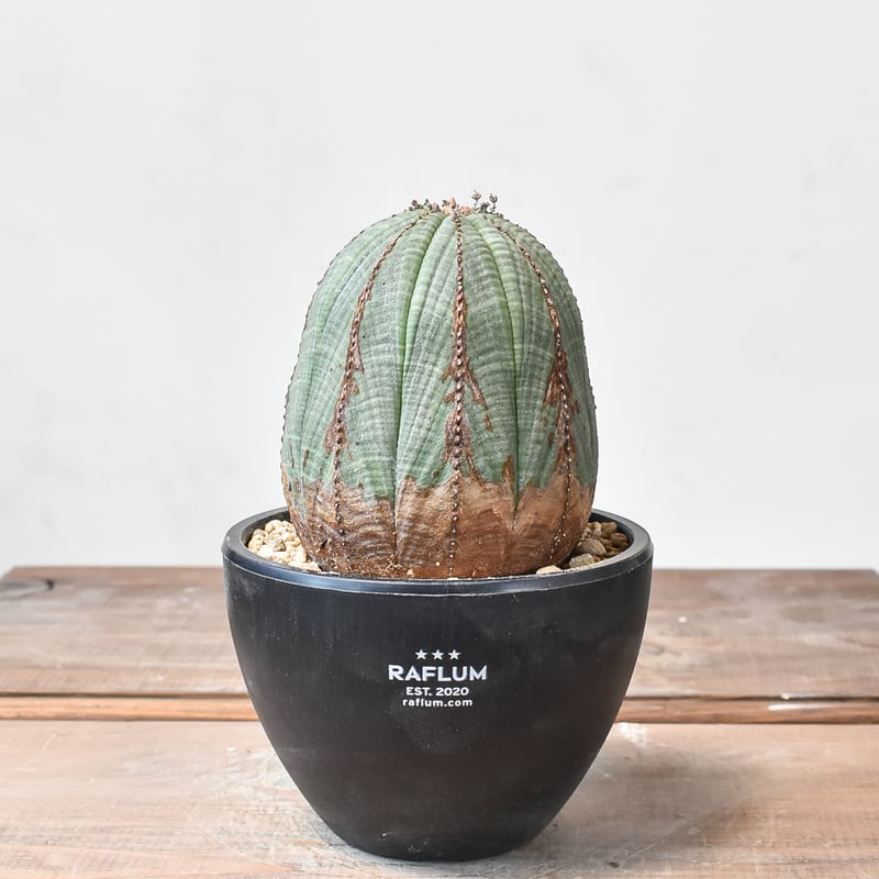 ユーフォルビア オベサ 【発根済み】HK2402397 (T) | RAFLUM