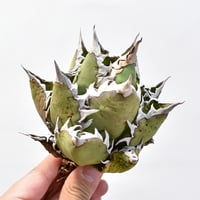 アガベ チタノタ "精品レッドキャットウィーズル" / 精品赤猫 , 精品紅猫  【台湾 dragon agave産/中株/抜き苗】A09 DG25010432(T)