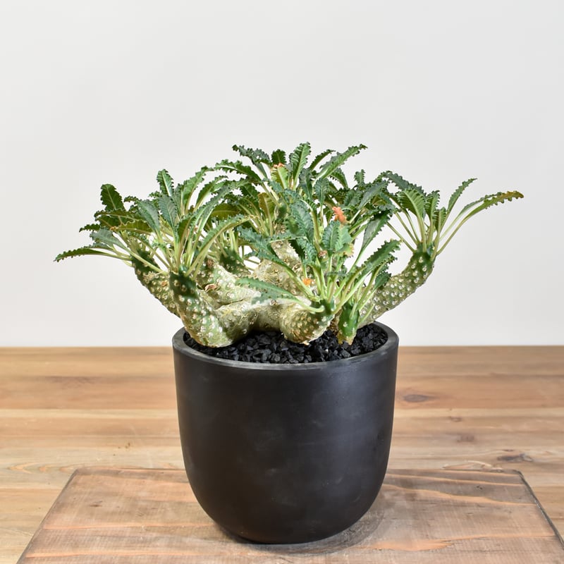 ドルステニア ラブラニー 【発根済み】RFKN25010877 | RAFLUM / ラフラ