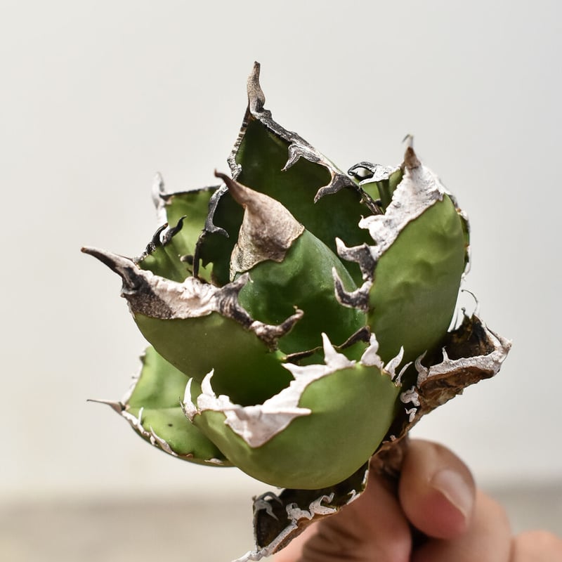 アガベ チタノタ 南アフリカダイヤモンド 