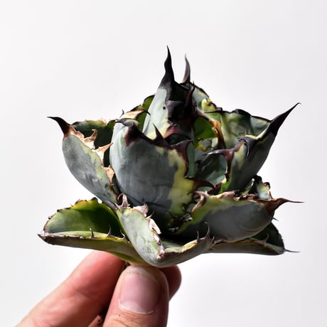 CATEGORY アガベ チタノタ ブルーダイヤモンド / 黄覆輪斑 | RAFLUM