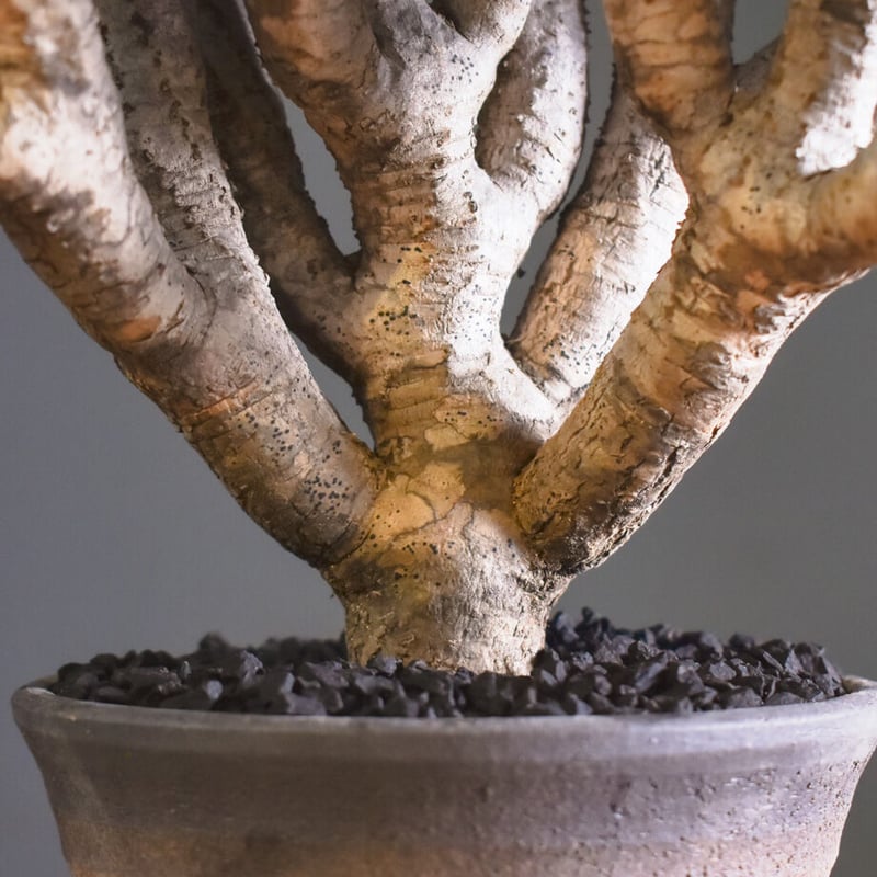 ユーフォルビア・ギラウミニアナ【イチ押し！希少な良型を厳選