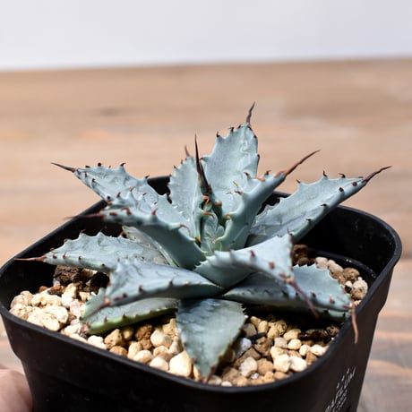 RAFLUM / ラフラム｜東京、大阪の塊根植物（コーデックス）、アガベ