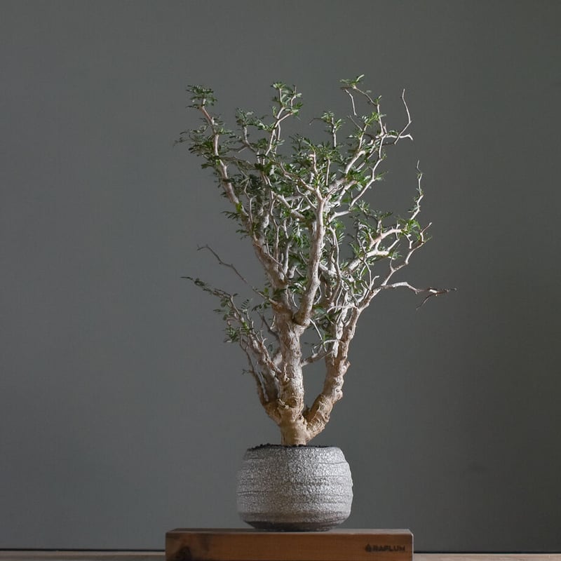 コレクション株　センナメリディオナリス センナ メリディオナリス2.5号 | 植物との暮らし apricot