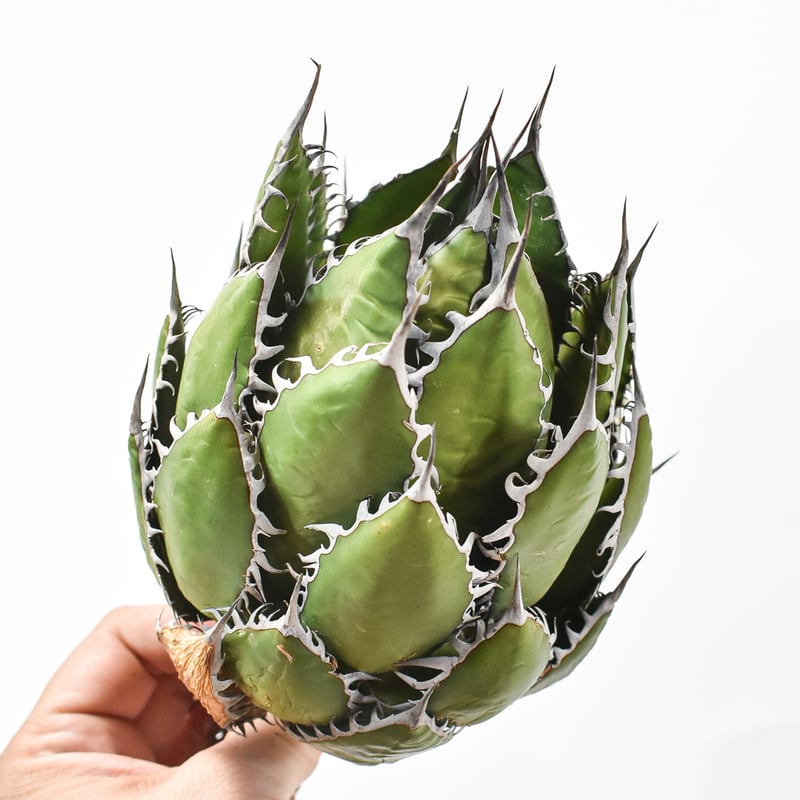 ジ*ナ様 アガベ 妖炎×ホリダ 台湾余氏HBY ジ*ナ様 アガベ 妖炎×ホリダ 台湾余氏HBY アガベ ホリダ 狂