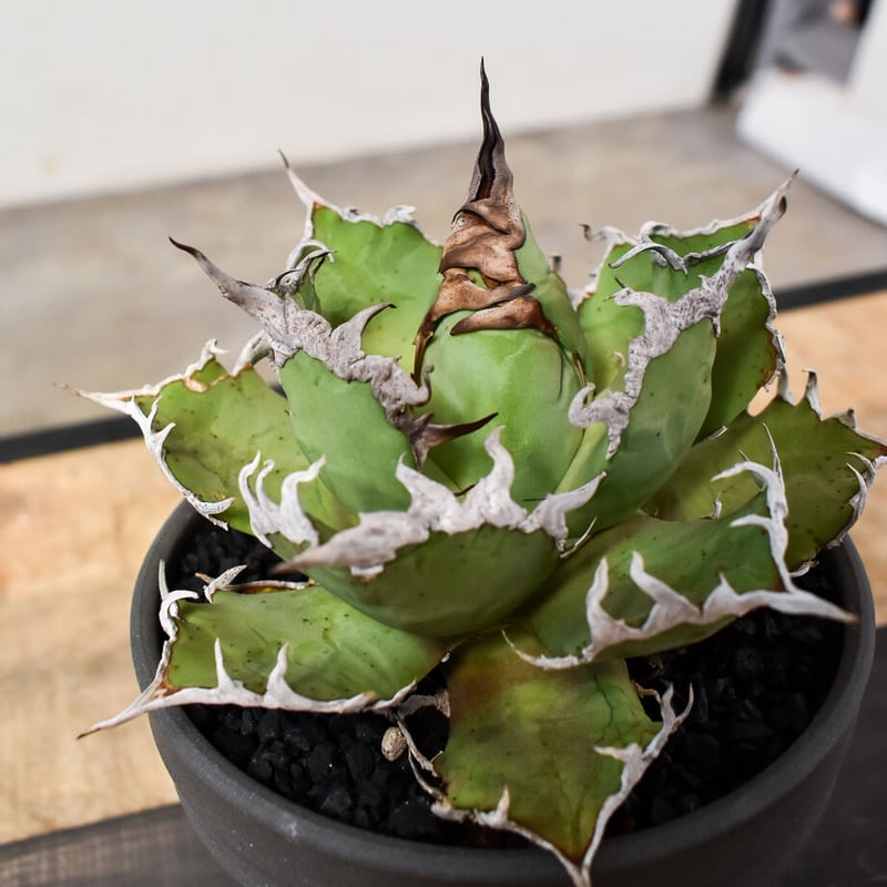 AGAVE TITANOTA CAESAR アガベチタノタシーザー　lize株