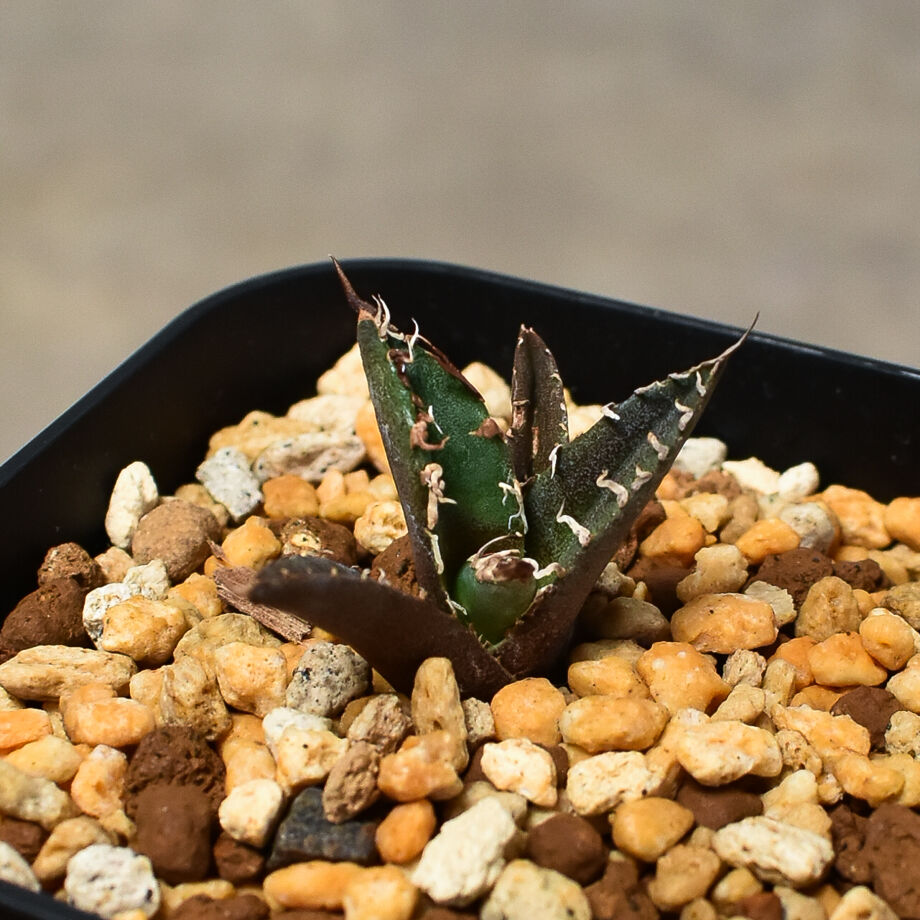 アガベ チタノタ 