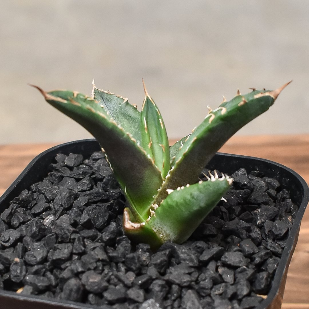 アガベ チタノタ ホワイトファイヤー 