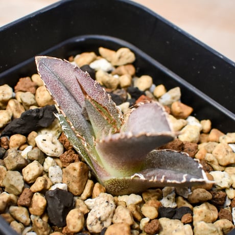 【RAFLUM育成株 5個セット】アガベ Mexico oteroi seeding / オテロイ実生 メキシコ産  【RAFLUM産/実生/子株】G
