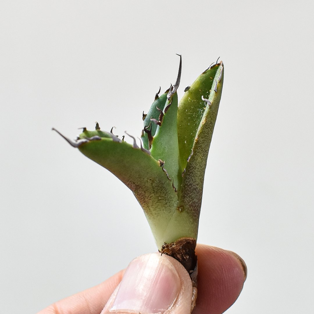 アガベ チタノタ 黒犀牛 超選抜　子株活着済み アガベ・チタノタ 黒犀牛（中株）-020｜Titanota black rhino